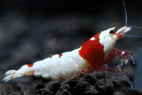 sevenbeeach_jp8's profile picture. 　この指と〜まれ‼( ´ ▽ ` )ﾉ