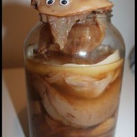 Anna's scoby (@scobyanna) 's Twitter Profile