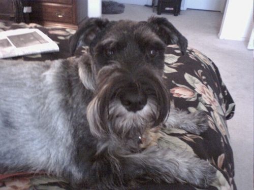 I'm a Standard Schnauzer.  SHE's boomer-lit mystery author Lane Stone.  I star in Tiara Investigations Mysteries and the Pet Palace Mysteries.