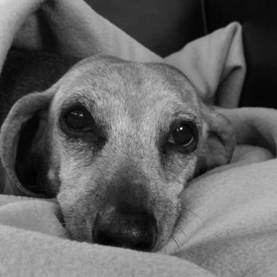 Treats enthusiast🤗  big bed sleeper🛏️ and rotten spolit 😉 Magda the Mom❤️🐾  04.04.2004-04.12.2018🐾💔
  Member of #SausageArmy