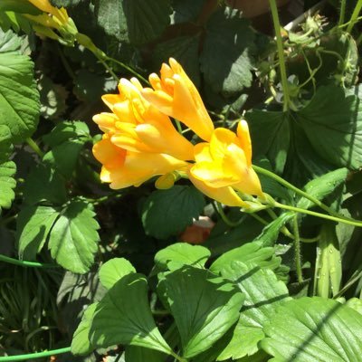 銀座7丁目ホステス Masa2m7i Twitter 銀座7丁目ホステス Masa2m7i Twitter
