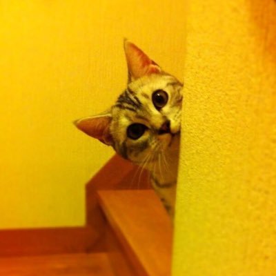 錦上添花・薫村茉莉花。宝塚好き。元書店員で本好き。日ハムも好き。少しずつ内容も変わって行く…かも?函館出身や在住の作家さんや、道産子作家さん、応援したいです(≧∀≦)