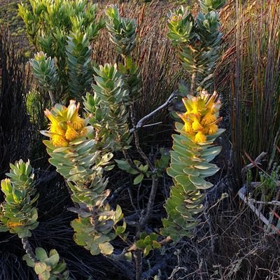 From one of the biologically richest corners of the world, the Western Cape of South Africa, our lab explores global change impacts on biodiversity