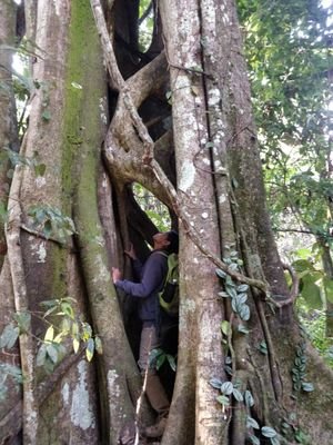PhD student studying plant-fungal interactions in the tropical forests of Western Ghats, India | University of Illinois at Urbana-Champaign, USA