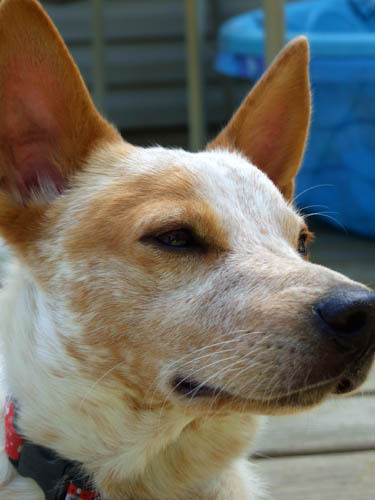 Suzzie526's profile picture. Critters. Lots of them. It's Chaos.