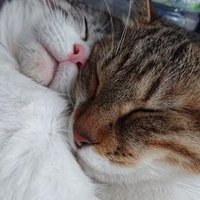 ｰ27Kg達成！チビウシ@糖質制限&メガビタミンダイエット垢 (@machino2983) 's Twitter Profile