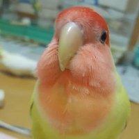 香川県迷子コザクラインコのわかばを探しています(@YUKYKI) 's Twitter Profile Photo