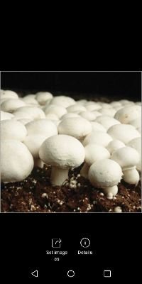 Ingenzi Mushroom Dealers Ltd is a sustainable Edible medicinal mushroom company offering products and services for mushroom cultivation