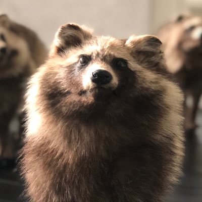 yuichi666's profile picture. 広告収入で生きてます。
放置されても生きていけると思われているので世界から放置されてます。