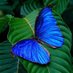 Mariposita Azul 🦋 (@mariposablues) Twitter profile photo