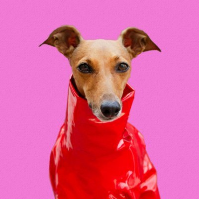 Fashion Icon | Lifestyle Enthusiast⭐️  Instagram Famous | Italian Greyhound https://t.co/ug9Oi1Tmp4