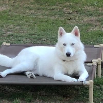 Before I was rescued I had been abused and neglected. They Breed me at a young age & my babies died inside of me. I was close 2 death before being Rescued.