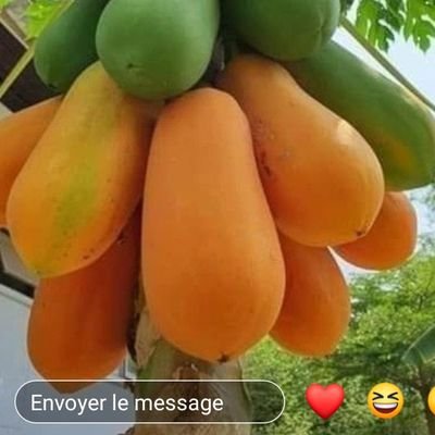 Idiallo1995's profile picture. 🌟