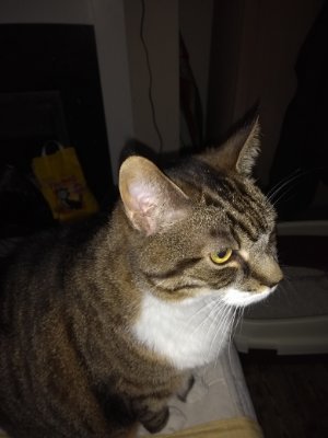 Thebig169638972's profile picture. A Cockney Geezer