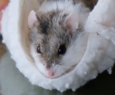 anallorensferri's profile picture. 