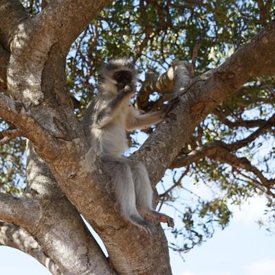 PhD in behavioural ecology • Lecturer in Animal Science at Nottingham Trent University • interested in social behaviour & colouration in primates