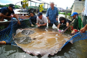 Fishing in Thailand for the largest freshwater fish on the planet.