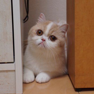 ちー社長 V Twitter かいぬし 何かした 寝ぼけていて状況がつかめないちー社長です笑 エキゾチックショートヘア 癒しネコ 猫好きさんと繋がりたい ちくわ柄 ネコ モフモフ ちー社長 ピカチュー