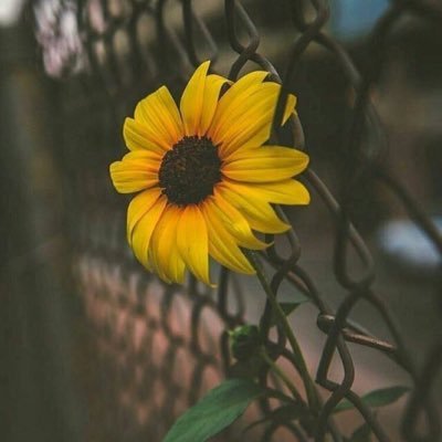 aldhafeeri_zaid's profile picture. Environmental Engineering - The opinions expressed herein are my own personal opinions.