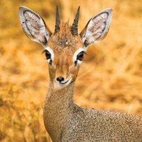 Redmane (@redmane2k11) 's Twitter Profile