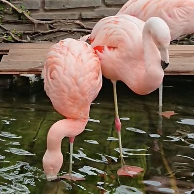 9XF4jAZaTU4RGMl's profile picture. よろしくお願いします！
ユウチュウブ始めました。見に来てね。
https://t.co/7nKUJ9Aifi