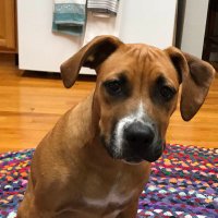 Piccolo Pete (Lizzie) πΊπΈπ³οΈβππ (@pete_piccolo) 's Twitter Profile