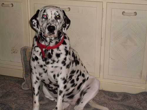 emersonslegacy's profile picture. Green Living,Spay/Neuter Advocate.