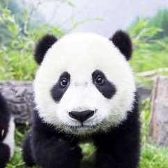1M7wBeX8OsLJY2N's profile picture. 仮想通貨トレードで稼ぐためのツイートがメインのSE💻2018年から仮想通貨と株を始め、大損した挙句2019年に借金400万円😭猛省後独自のトレード手法を確立し、2021年に仮想通貨で450万円以上を稼ぎ全額完済⭐️『仮想通貨トレード勉強方法』の超特化ブログを運営👇Dラボ #えくすあるぴんのクリプト投資