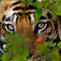 Jones Tigers Football (@joneshsfootball) 's Twitter Profile