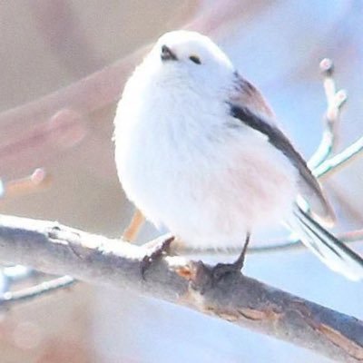 macaron_cat2's profile picture. 