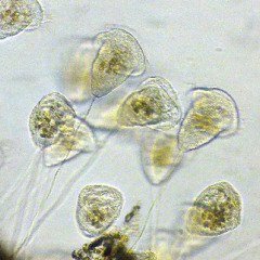 つりがねむし Tsurigane Mushi Twitter