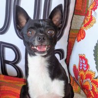 Inge Happypaws4 (@happypaws4) 's Twitter Profile