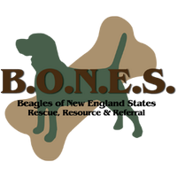 B.O.N.E.S. Beagles(@BONESbeagles) 's Twitter Profile Photo