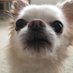 も🌈こ🌸た 🐶 🌈🐕 (@mocotapapa) Twitter profile photo も🌈こ🌸た 🐶 🌈🐕 (@mocotapapa) Twitter profile photo