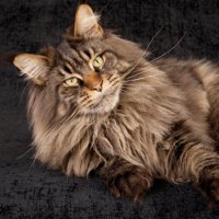 Mainecoon cats (@mainecoon_cats) 's Twitter Profile