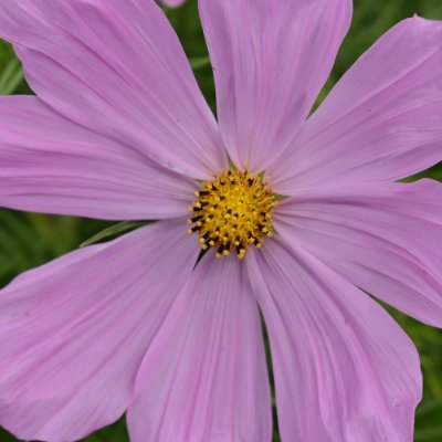 MissB43381356's profile picture. Y6 Teacher. 4th year teaching. Always wanting to learn more.