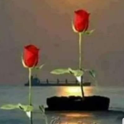 Selahat24065980's profile picture. 