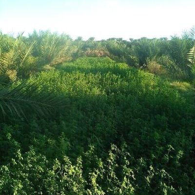 اللهم، ما مننْتَ به فتمِّمه، وما أنعمت به فلا تسلُبه، وما سترته فلا تهتِكه، وما علمته فاغفِره .