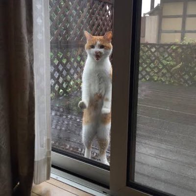 猫アイコン Utopjiqnijcboon Twitter