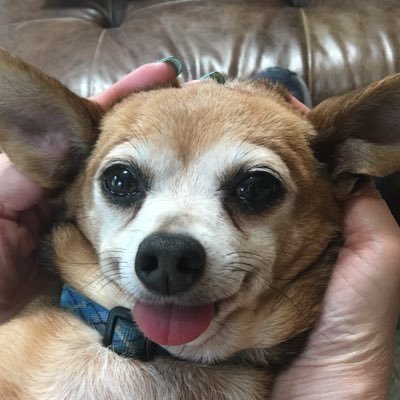 DmactotheD's profile picture. Retweets are not endorsements of the authors. God, family, friends in that order. Heart ❤️ attack and cardiac arrest survivor. ICD protected ⚡️