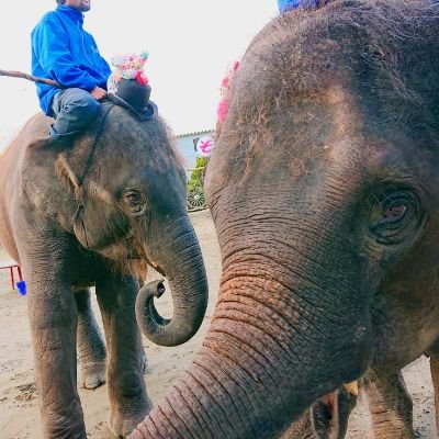 hinokidaisuki1's profile picture. ぞうさん大好き
I Love Elephant