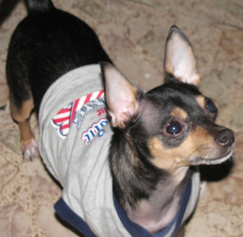 PacoTheDawg's profile picture. Hi I'm Paco! a Chihuahua from Texas... I live with @faithisinmylife she's my Mama.
God Loves you!