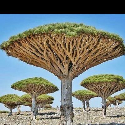 P5ijTIGyrE1BGJ7's profile picture. 