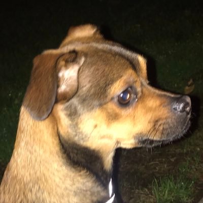 christi82549692's profile picture. That I have a dog