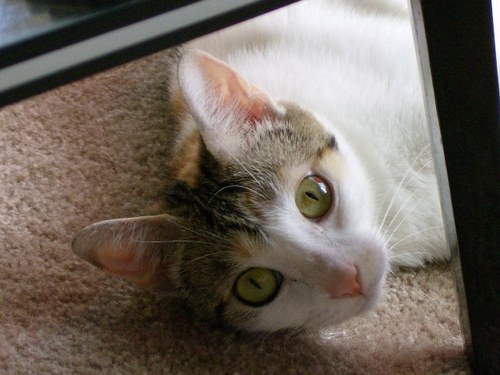 BlogtoCure's profile picture. 