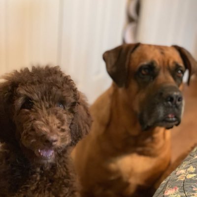 RowdyMastiff's profile picture. We are a couple of amazing boys that lives in OK with my Mom,Dad, and furbrother, cat and a couple horses . #zombiesquad