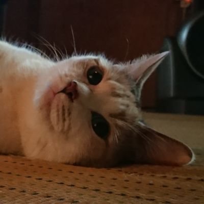 nekokamisama19's profile picture. マイペースなモンスト好きです❗

以下同文❗
ランク 342
運極数 163
下手くそですけど 良かった～よろしくお願いいたします🙇