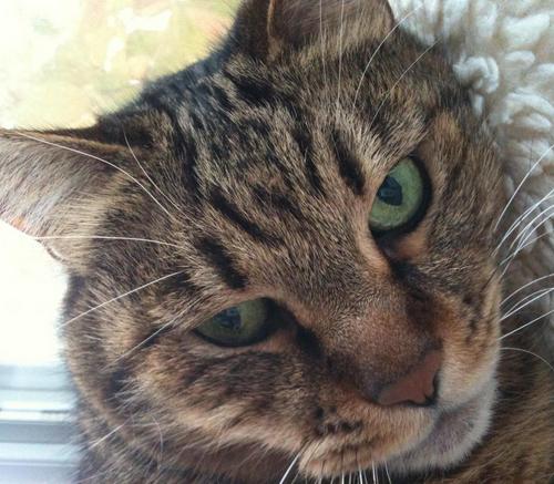 Wagatone's profile picture. 仙台市在住の社会人アラフォー。iPhone歴約6年、6使用中。家電、漫画、ゲーム、映画、猫好き。アイコンの猫はすでに永眠。津波でアパート全壊後、実家へ避難。津波が来ない終の棲家へ引越し完了。