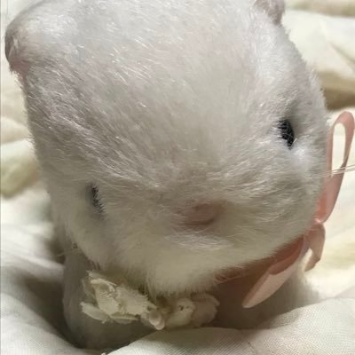 基本リツイートばかり。忘れた頃につぶやく。本当ならアホな事興味のある事マトモな事混ぜこぜにしたかったのに今の状況がヤバいんで政治の話題ばかりが多くなってしまっている。これでも良ければフォローどうぞ。あとRTしない日があっても辺野古気になる。