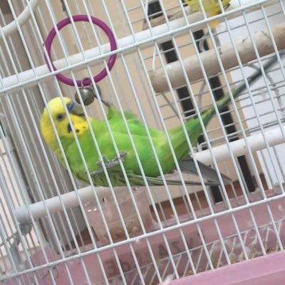 岡山県総社市からオスのセキセイインコ（名前はピーちゃんと言います。）を迷子にさせてしまい、探しています。何か情報をお持ちの方はご連絡ください。ご協力お願いします 。 掲示板→https://t.co/r3fHrEIRZt